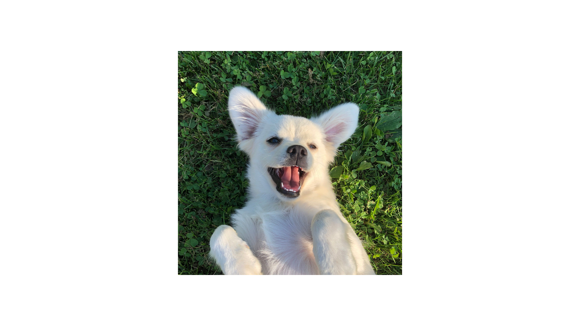 Happy dog playing outside