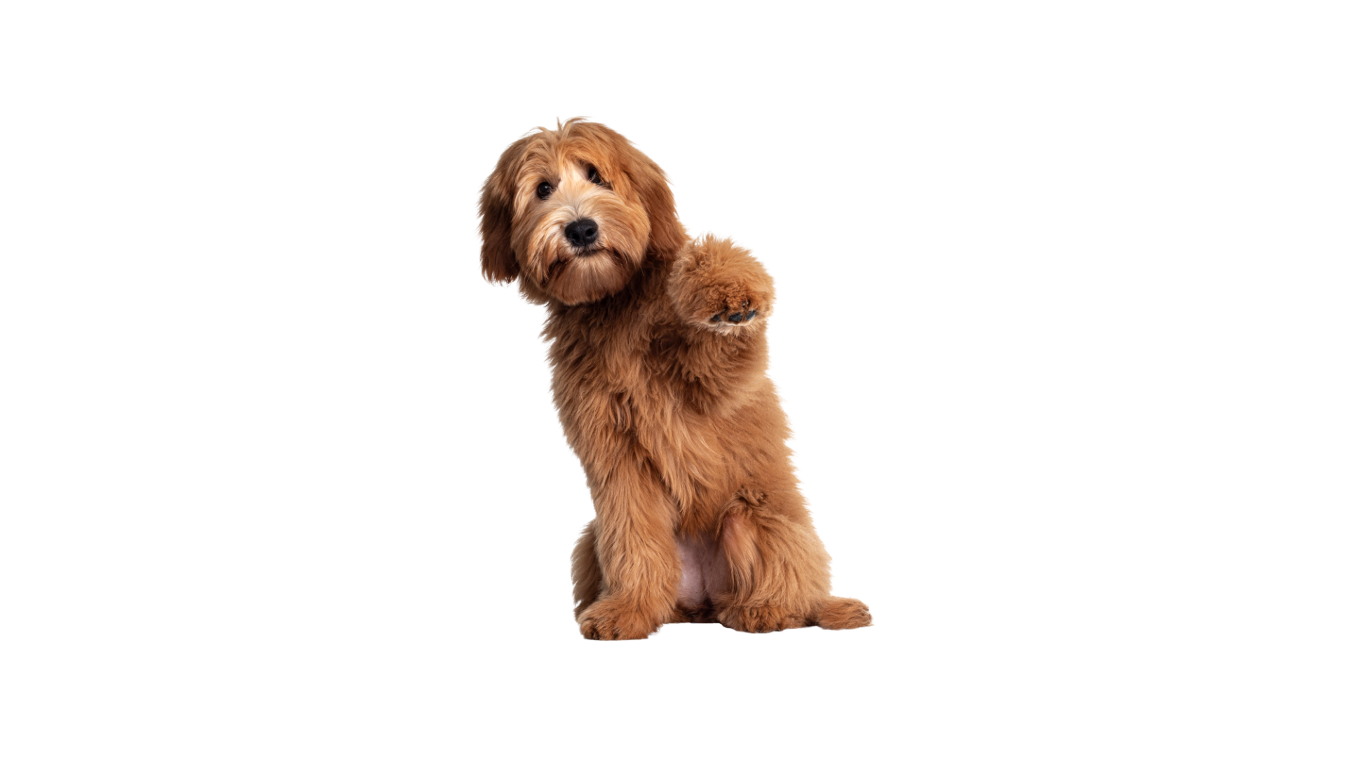 Happy dog