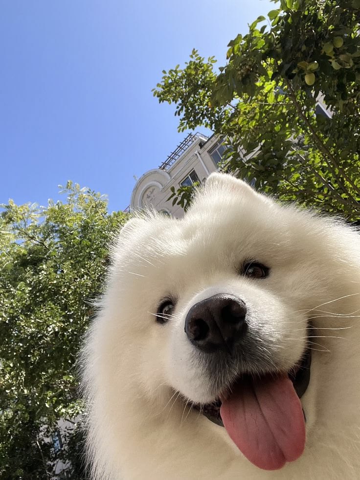Dog enjoying a walk in Tbilisi